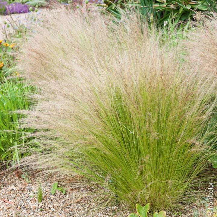 Aménagement de jardin moderne Lempdes